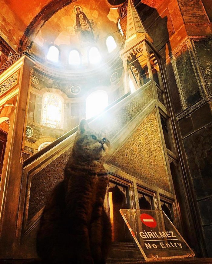 Hagia-Sophia-Cat