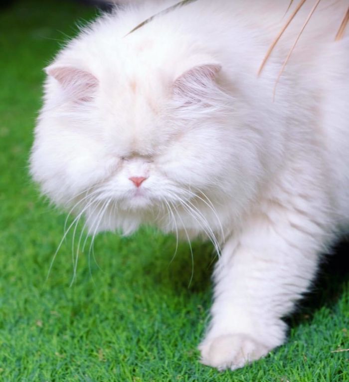 Blind-Persian-Cat-Moet