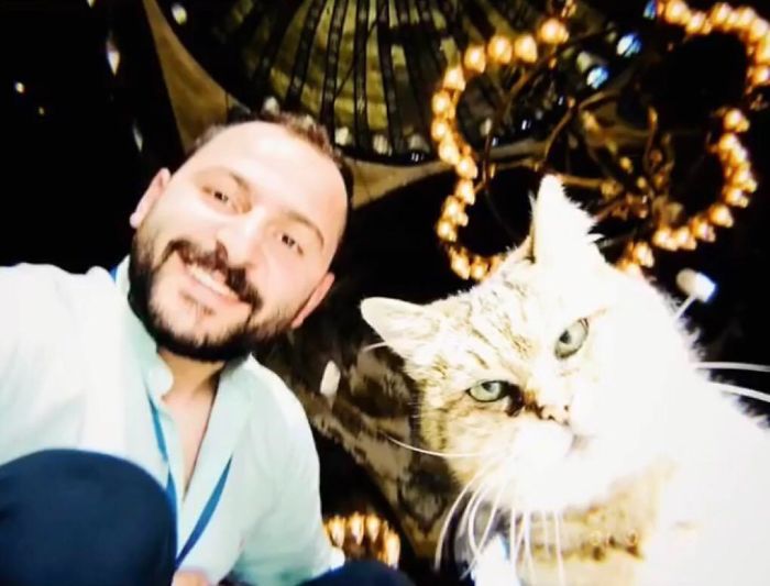 Hagia-Sophia-Cat