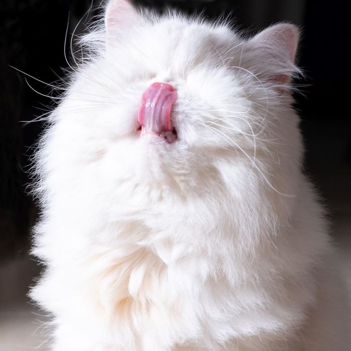 Blind-Persian-Cat-Moet