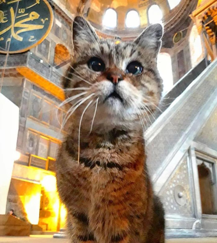 Hagia-Sophia-Cat