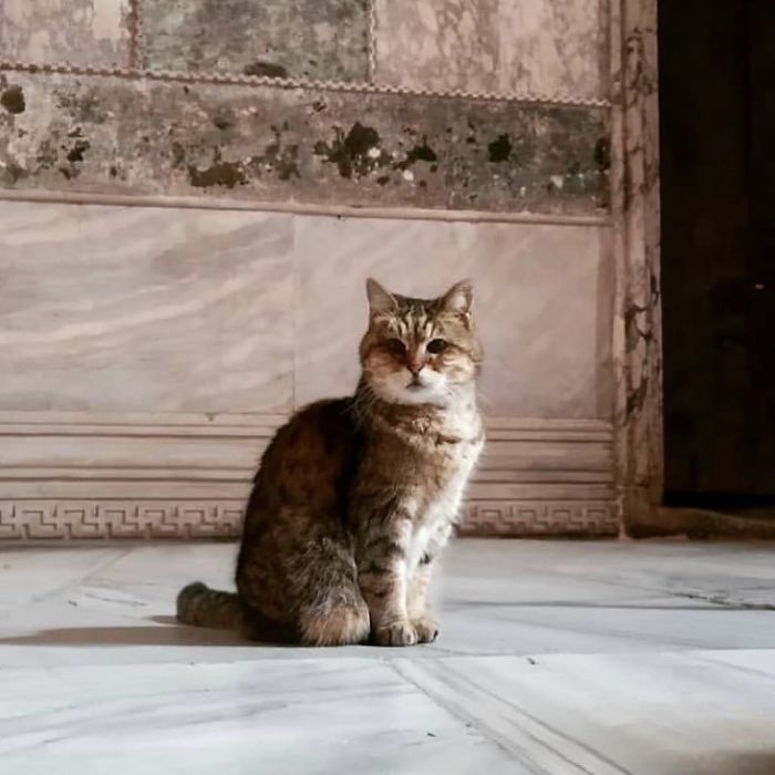 Hagia-Sophia-Cat