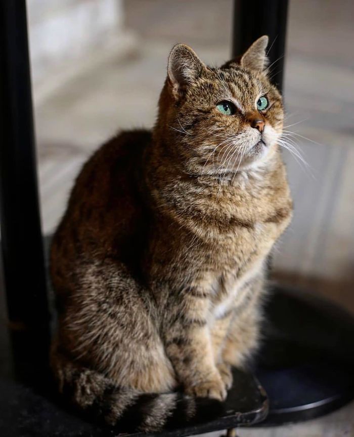 Hagia-Sophia-Cat