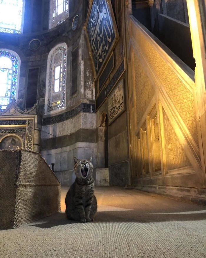 Hagia-Sophia-Cat