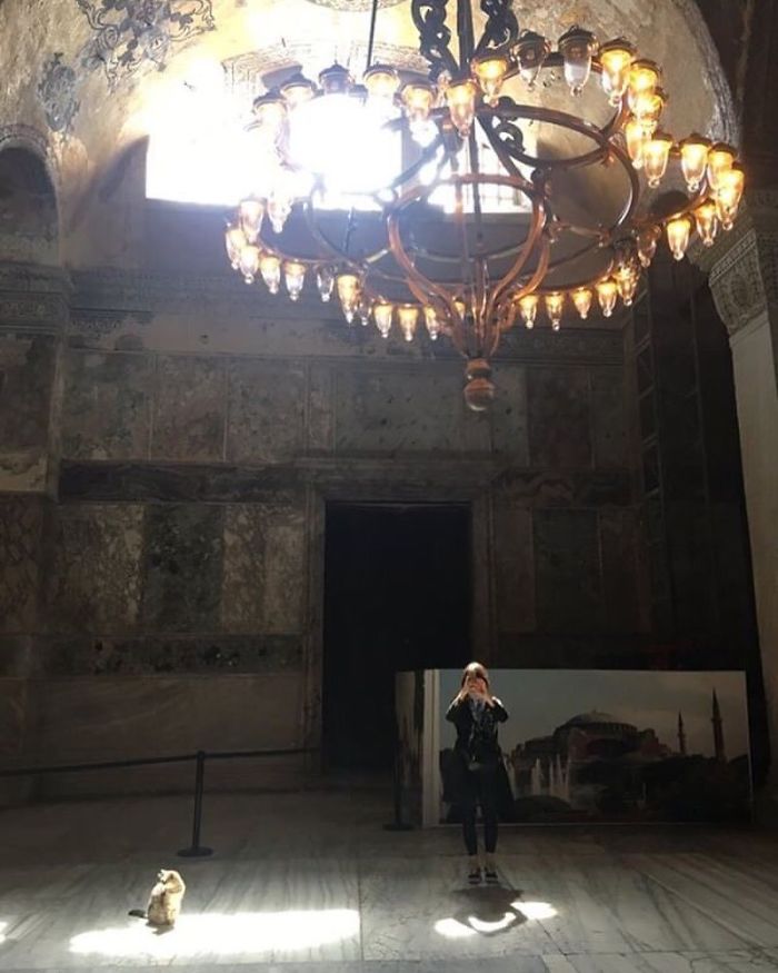 Hagia-Sophia-Cat