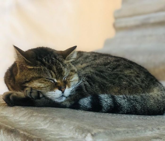 Hagia-Sophia-Cat