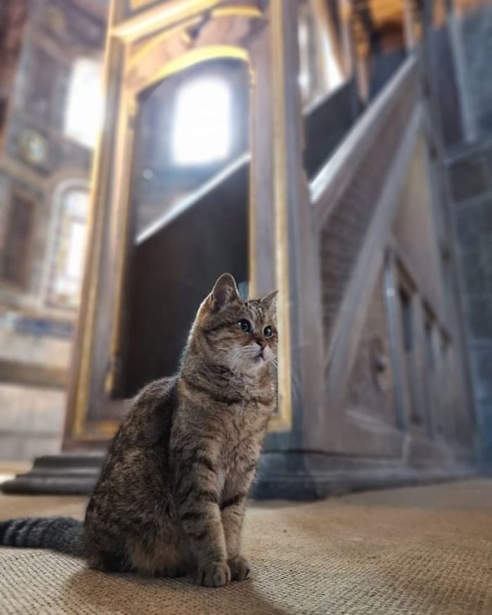 Hagia-Sophia-Cat