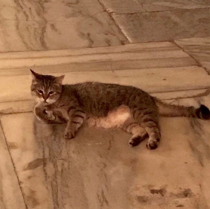 Hagia-Sophia-Cat
