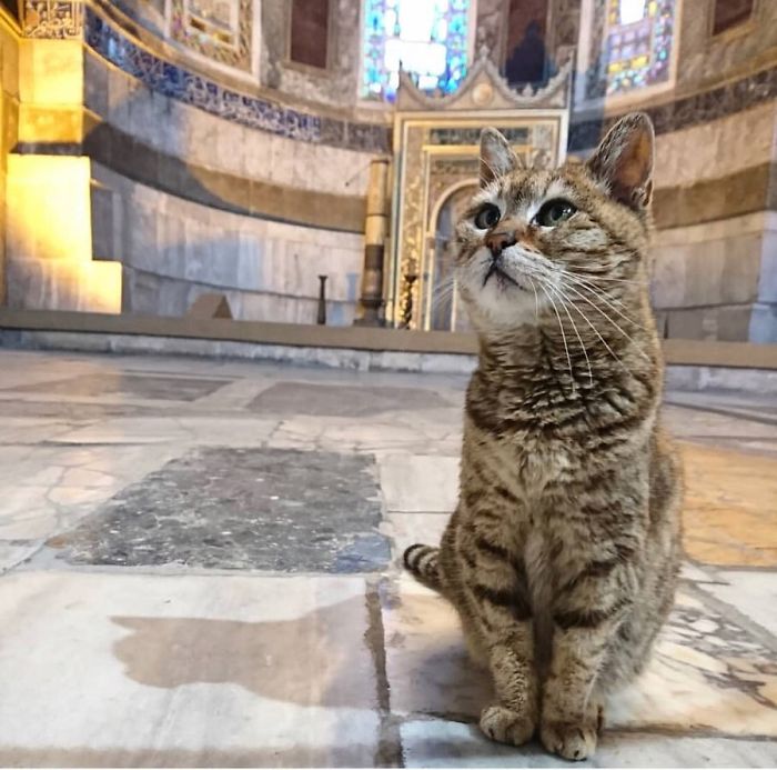 Hagia-Sophia-Cat