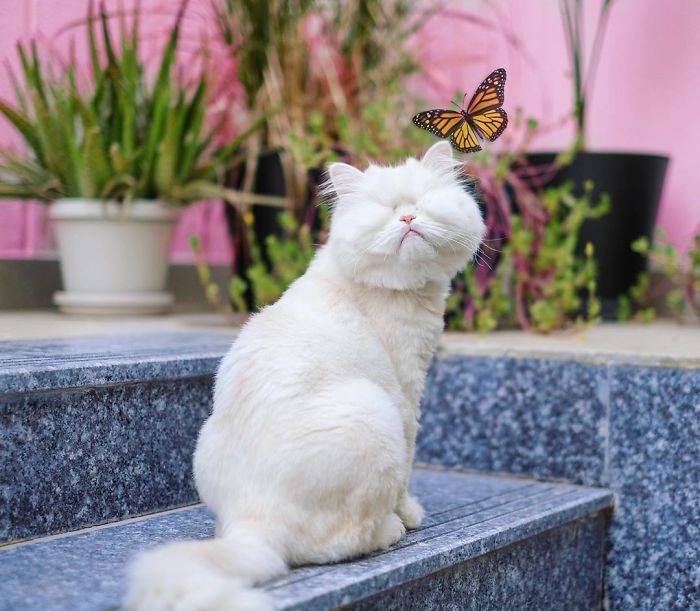 Blind-Persian-Cat-Moet