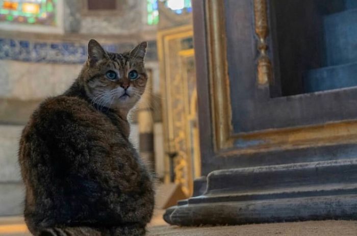 Hagia-Sophia-Cat