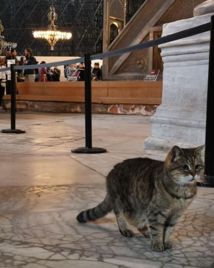 Hagia-Sophia-Cat