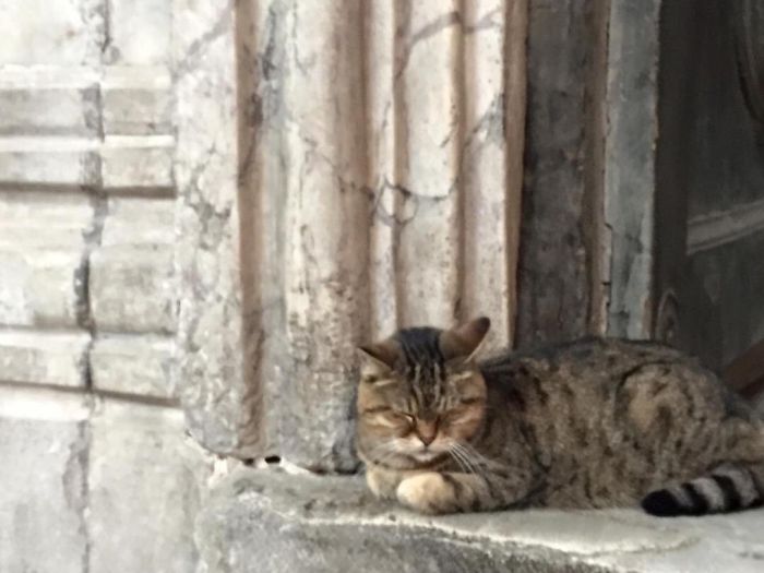 Hagia-Sophia-Cat