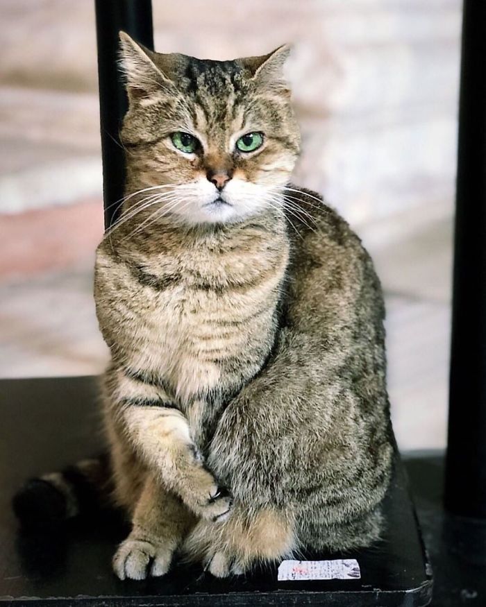 Hagia-Sophia-Cat