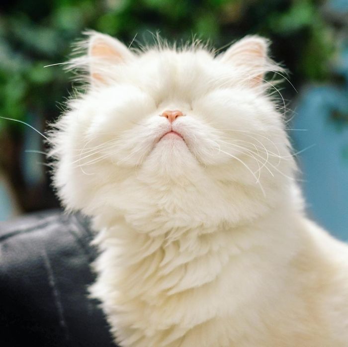 Blind-Persian-Cat-Moet