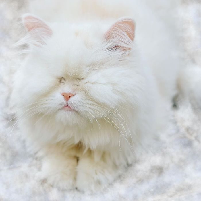 Blind-Persian-Cat-Moet