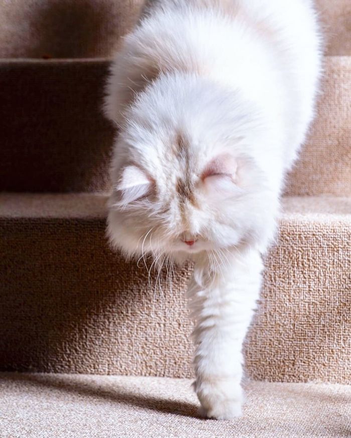 Blind-Persian-Cat-Moet