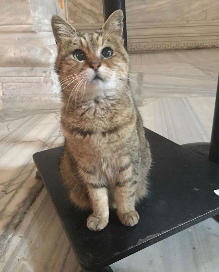 Hagia-Sophia-Cat