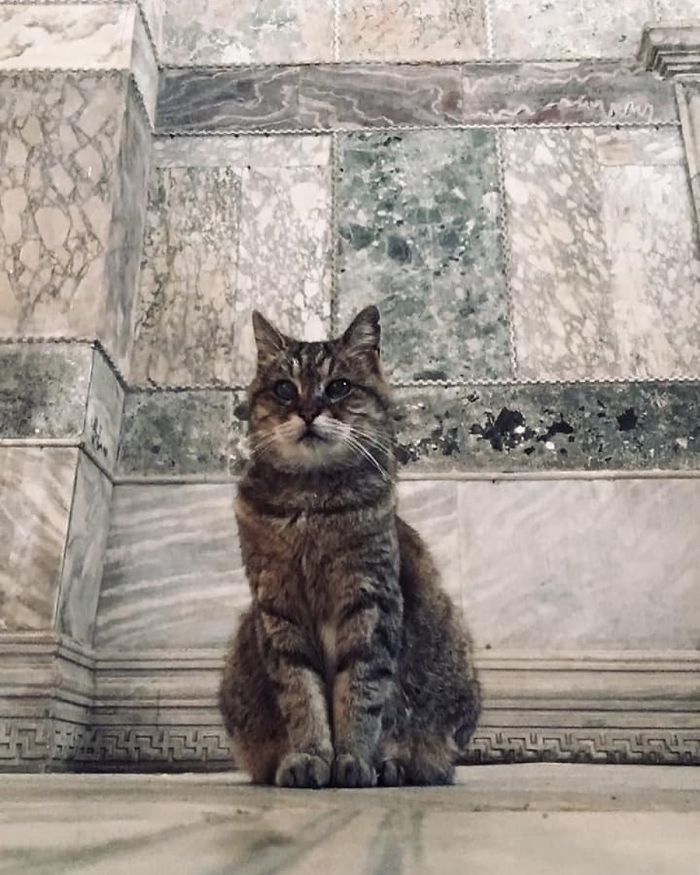 Hagia-Sophia-Cat