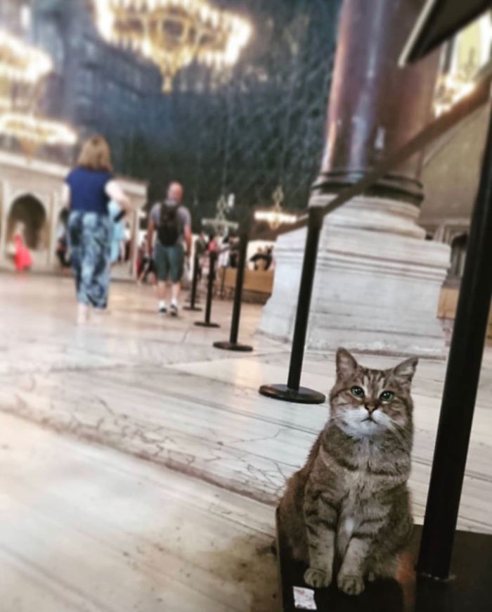 Hagia-Sophia-Cat