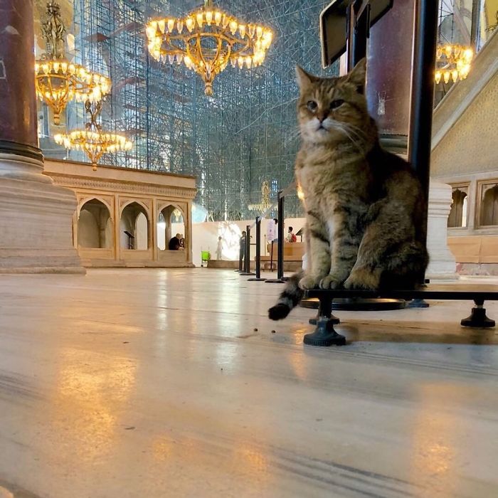 Hagia-Sophia-Cat