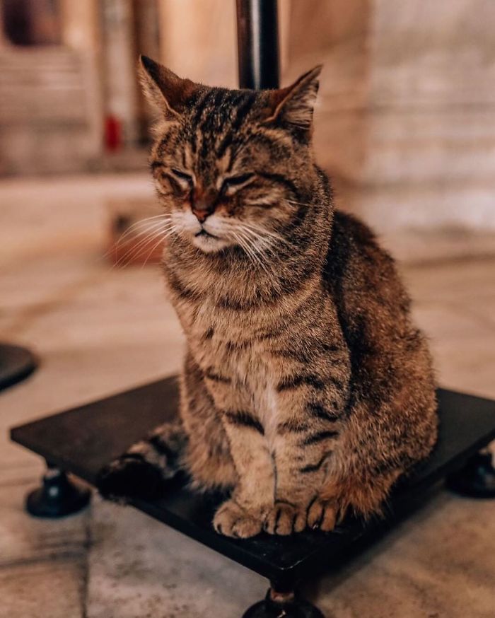 Hagia-Sophia-Cat