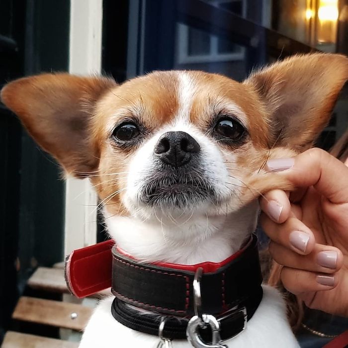 When You Try To Stay Majestic While Someone Pinches Your Cheeks