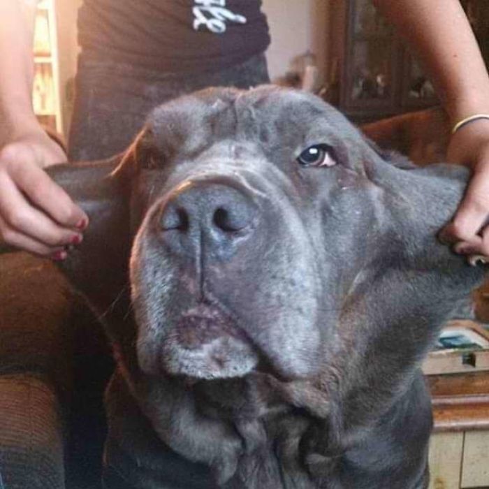 We Big Dogs Have A Loot Of Loose Stretchy Skin