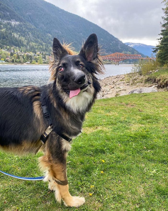 Even Though Brodie Got His Face Disfigured As A Puppy By His Mother, Today He's About To Become A Therapy Dog Even Though Brodie Got His Face Disfigured As A Puppy By His Mother, Today He's About To Become A Therapy Dog