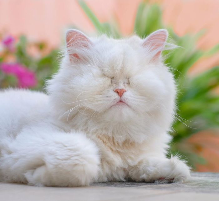 Blind-Persian-Cat-Moet
