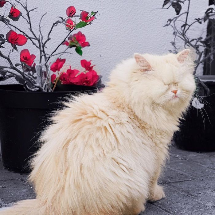 Blind-Persian-Cat-Moet