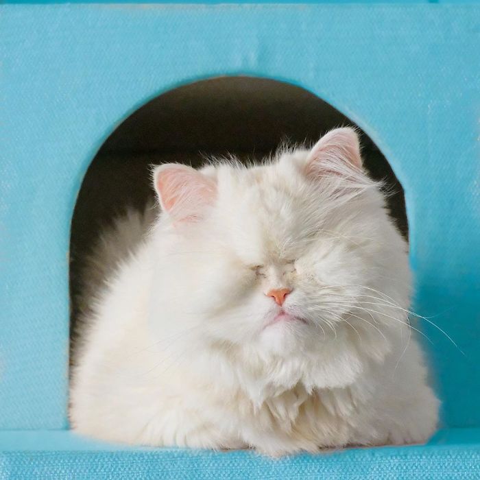 Blind-Persian-Cat-Moet