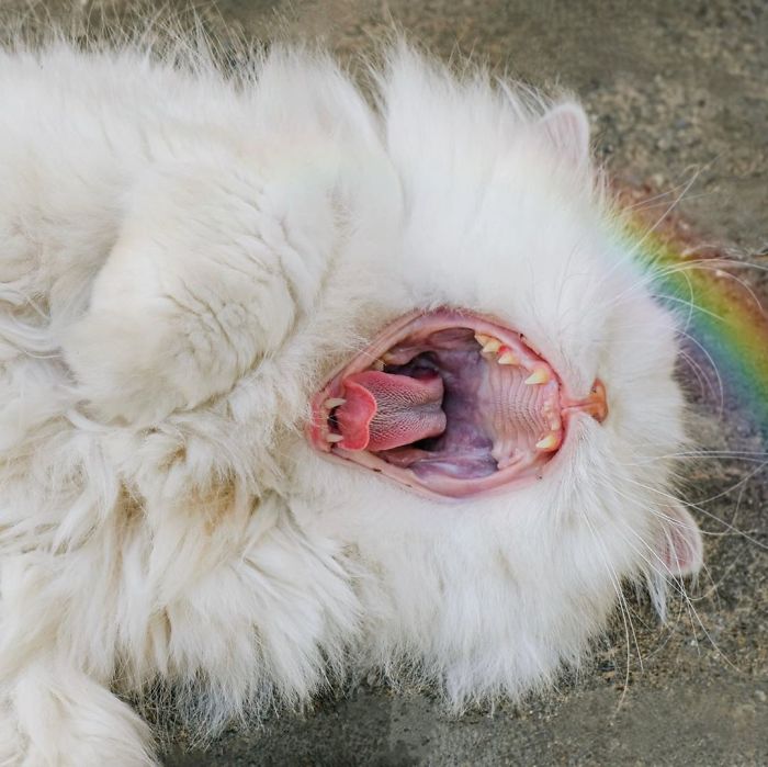 Blind-Persian-Cat-Moet