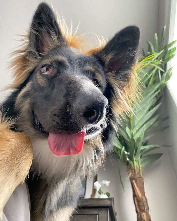 Even Though Brodie Got His Face Disfigured As A Puppy By His Mother, Today He's About To Become A Therapy Dog Even Though Brodie Got His Face Disfigured As A Puppy By His Mother, Today He's About To Become A Therapy Dog