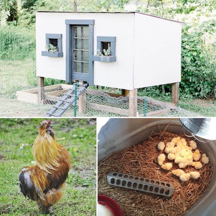 Creative-Chicken-Coops-Designs