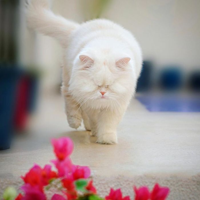 Blind-Persian-Cat-Moet