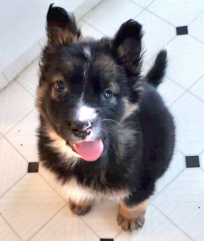 Even Though Brodie Got His Face Disfigured As A Puppy By His Mother, Today He's About To Become A Therapy Dog Even Though Brodie Got His Face Disfigured As A Puppy By His Mother, Today He's About To Become A Therapy Dog