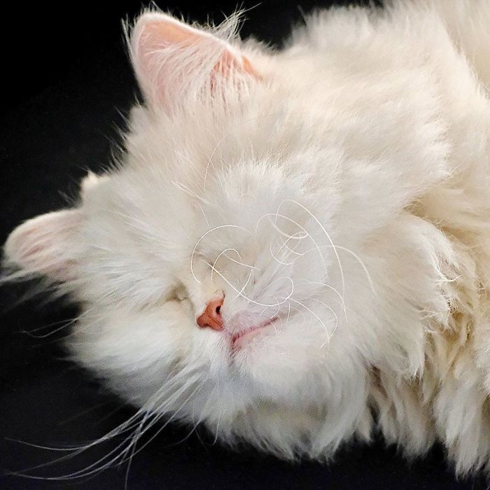 Blind-Persian-Cat-Moet