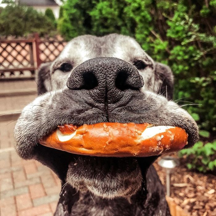 Eats Snack While Also Looking For Another Snack