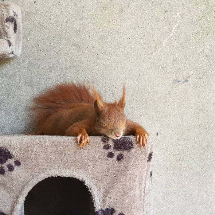 Phew! All That Playtime Is Exhausting