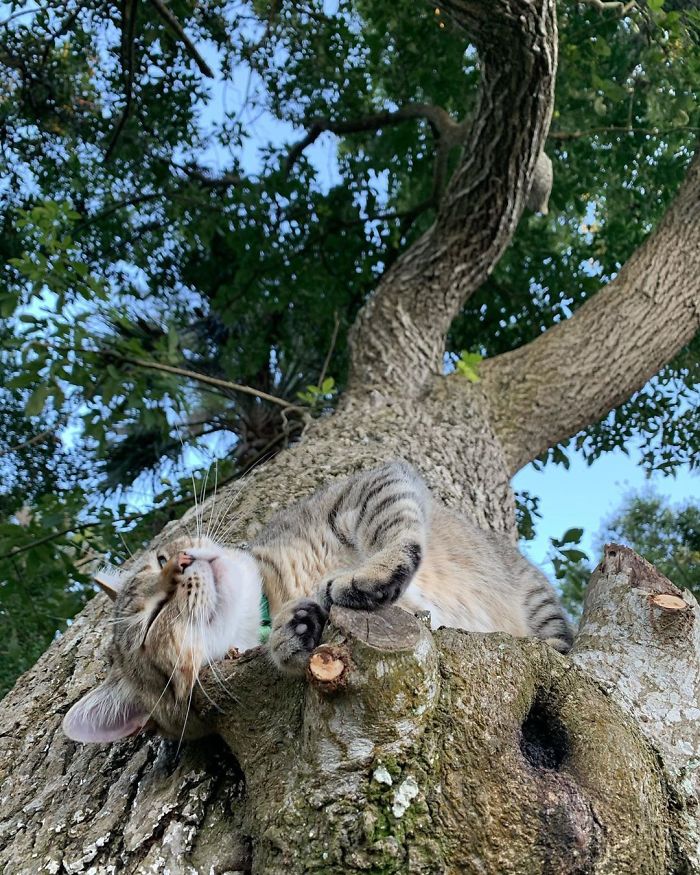Sleeping-Cats-In-Trees