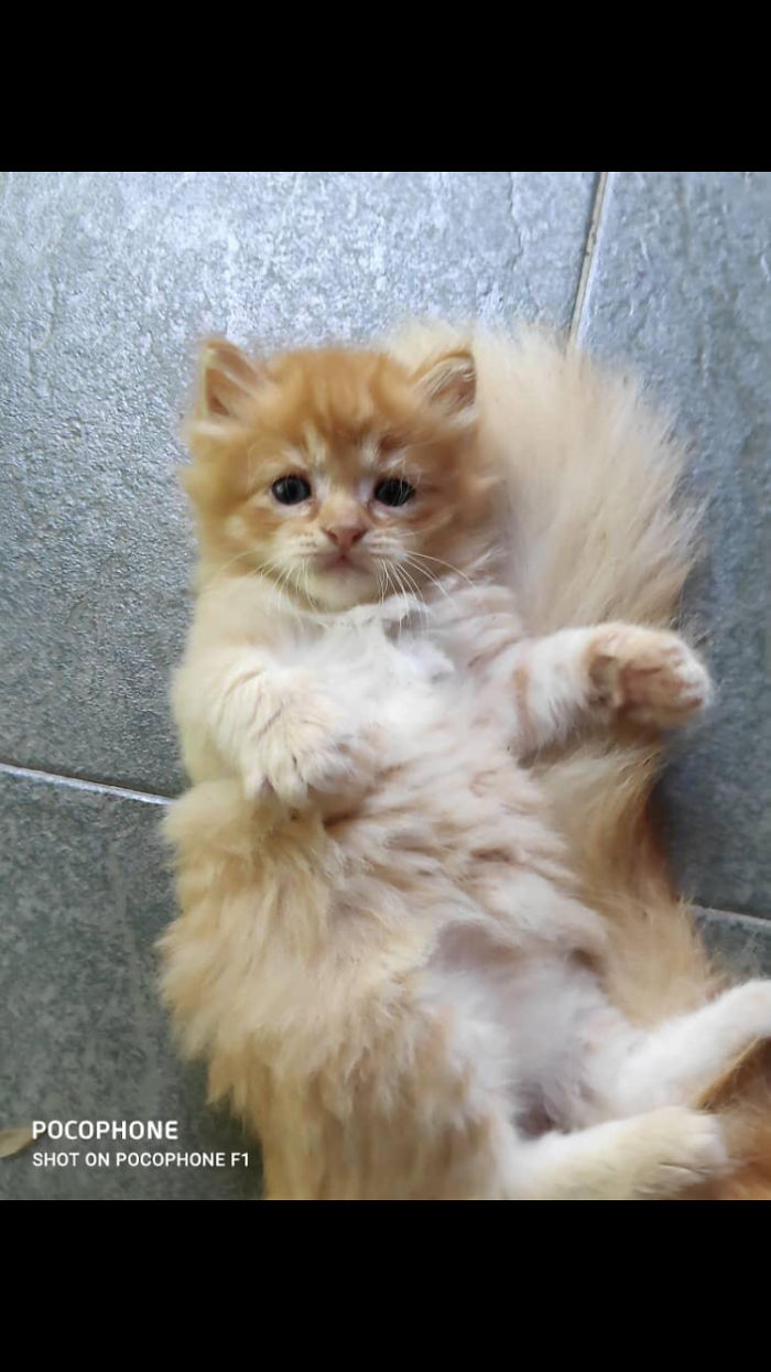 A Curious Little Floof At 6 Weeks Old