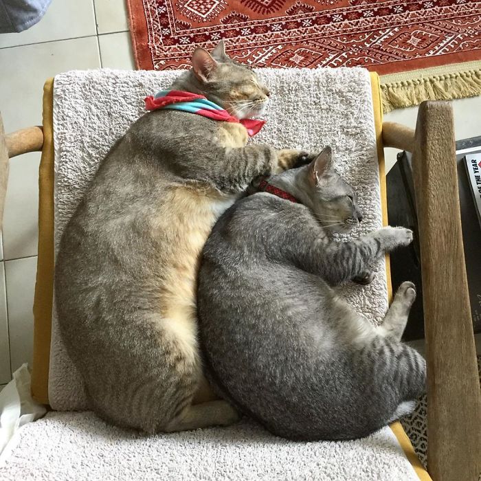 Weird-Position-Lying-Cats-Pics
