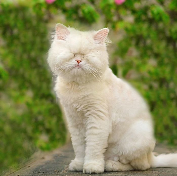 Blind-Persian-Cat-Moet