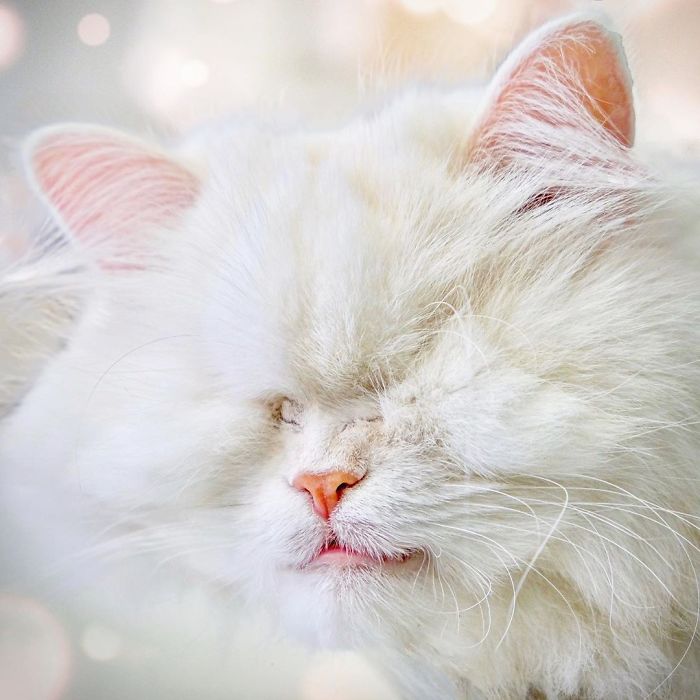 Blind-Persian-Cat-Moet