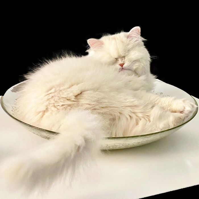 Blind-Persian-Cat-Moet