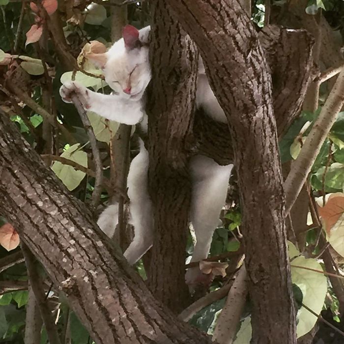Sleeping-Cats-In-Trees