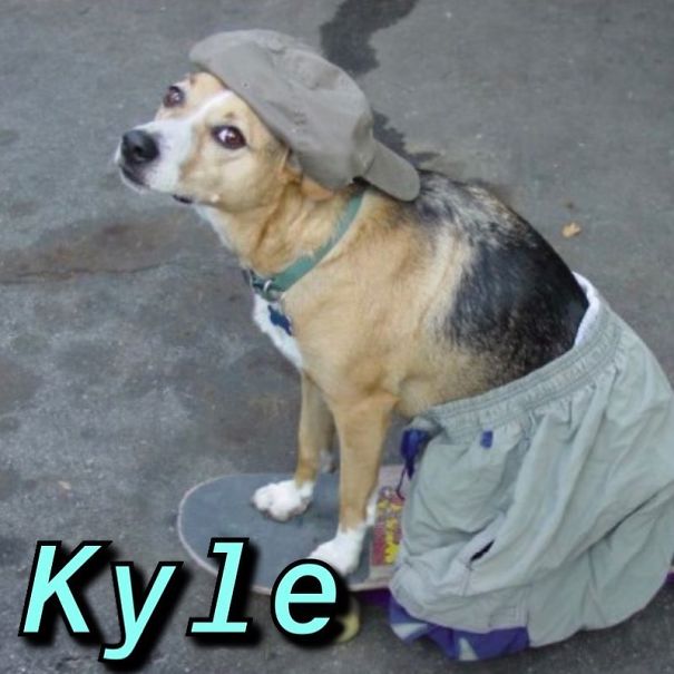 Instagram-Meme-Dog-Photos-Based-On-Names-Whatdogyouare