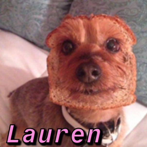 Instagram-Meme-Dog-Photos-Based-On-Names-Whatdogyouare