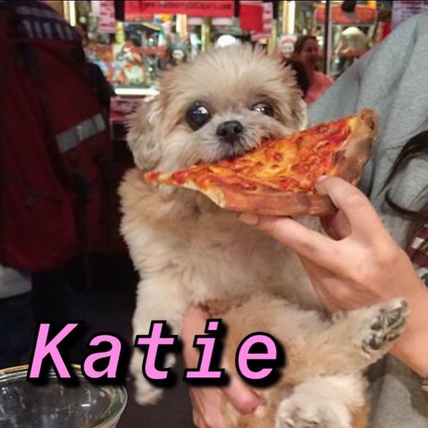 Instagram-Meme-Dog-Photos-Based-On-Names-Whatdogyouare